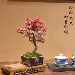 常红绿植红枫盆栽茶空间盆景新中式 新年四季 风玄关高档茶室茶宠活