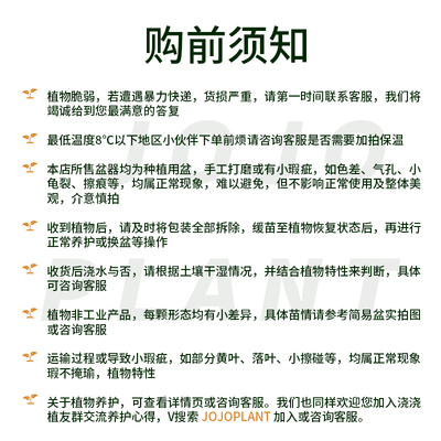 浇浇植物超市JOJOplant 普货 淘宝直播间专拍