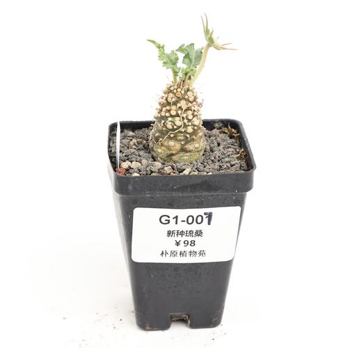 【朴原】新种琉桑 Dorstenia sp.nov 潮流块根多肉珍奇植物盆栽