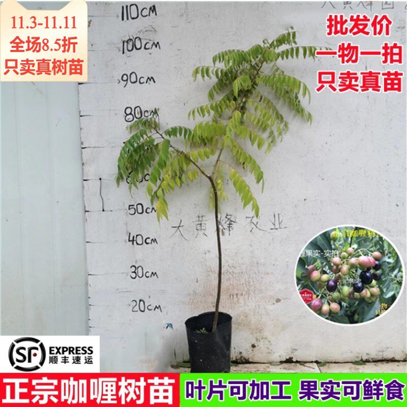 热卖正宗咖喱树苗咖喱叶当年结果南北方阳台庭院盆栽地栽水果树苗