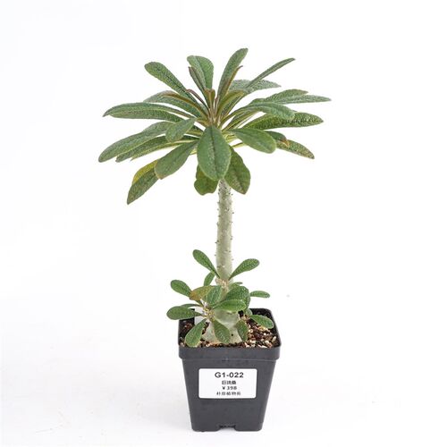 【朴原】巨琉桑 Dorstenia gigas  非洲珍奇潮流块根多肉盆栽绿植