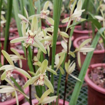 产地浙江的建兰大青 四季兰浙江兰花适合新手养兰 易发苗不带花苞