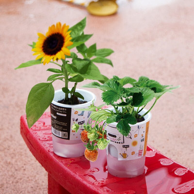 。迷你植物自动吸水儿童DIY种植创意可爱开心农场桌面小盆栽