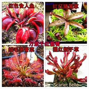 食虫植物捕蝇草套餐茅膏菜扑蝇草猪笼草瓶子草多种组合拼盘食人花