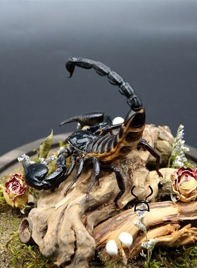 蛛形纲标本雨林蝎生n态微景观彼得异蝎创意摆件收藏办公桌装饰