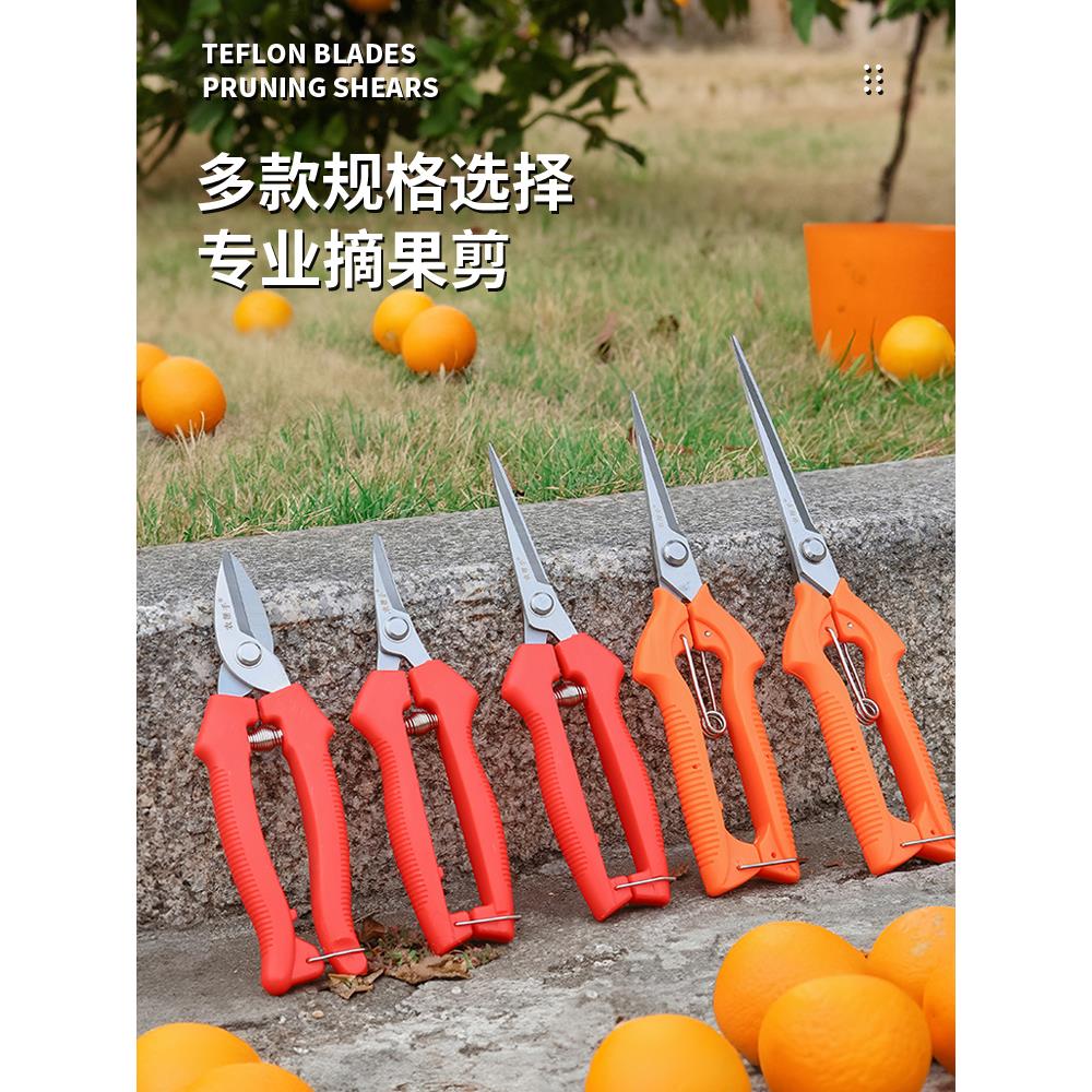 水果摘果剪橘子采果剪葡萄花椒专用剪刀园艺修枝剪稀果剪疏果剪子