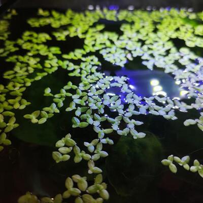芝麻浮萍小叶萍后景水草喂鱼喂龟
