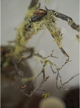 花曌 松萝枝干支干树枝诧寂风造景客厅书桌面P装饰枯枝家居瓶插花