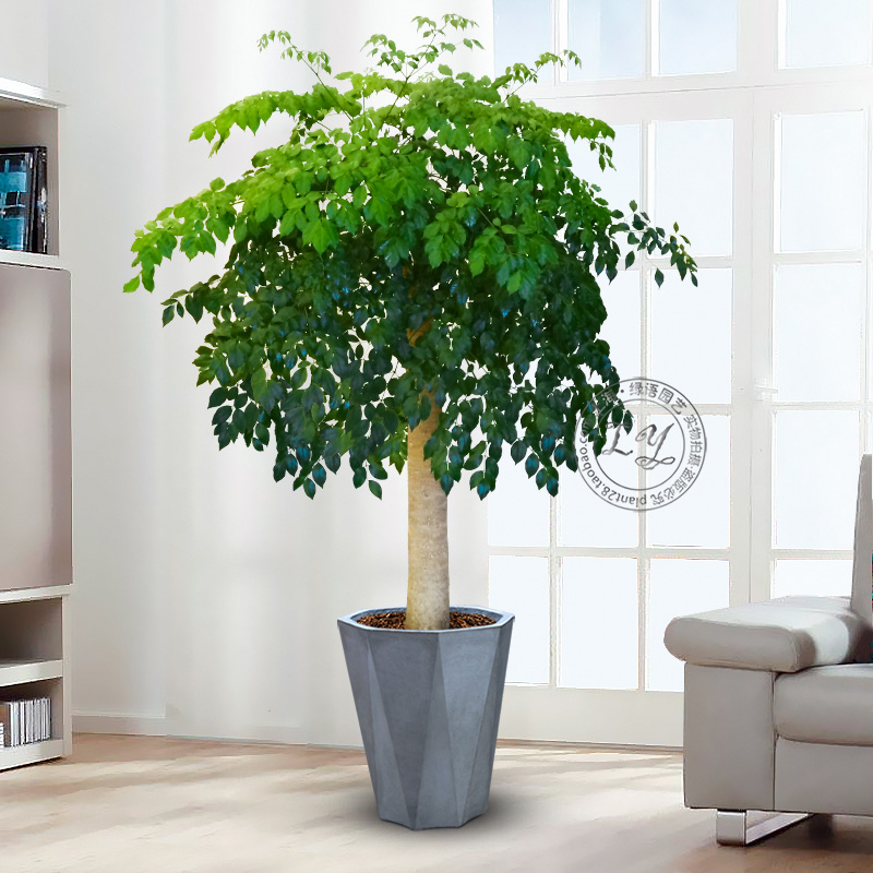 1.8~2.5米幸福树盆栽 植物办公室内花卉大树桩造型客厅大型绿植