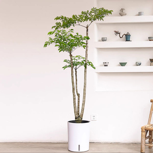 幌伞枫盆栽 幸福树室内观叶植物美观木本客厅办公室绿植 宅配到府