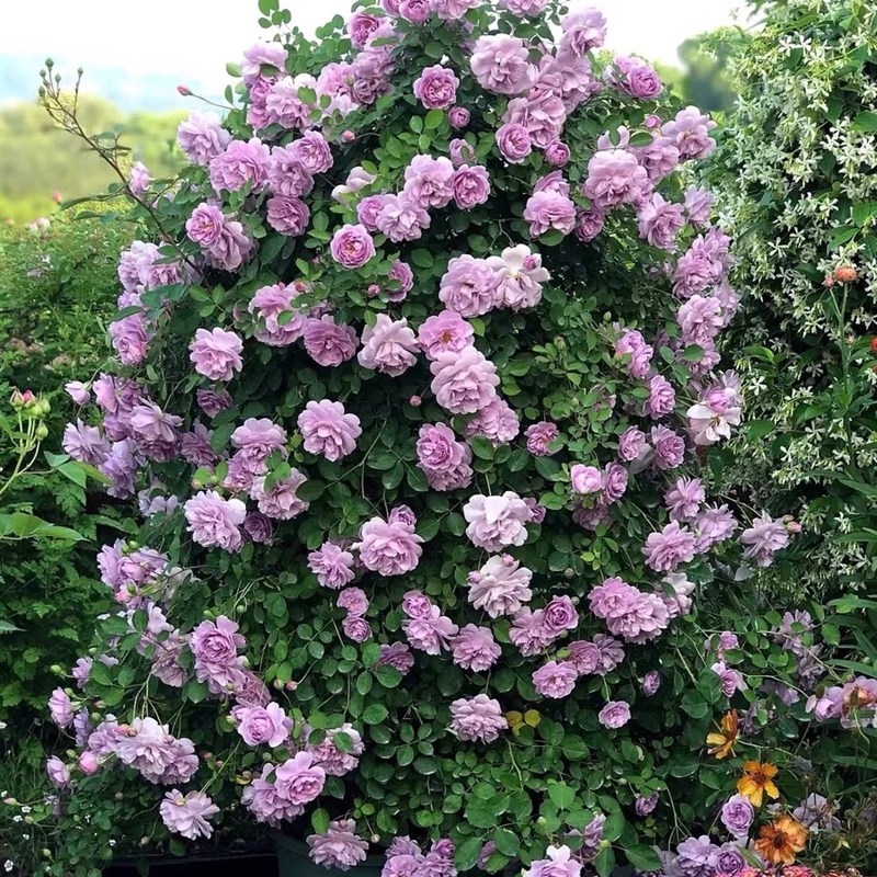 爬藤月季盆栽粉龙沙宝石月季蓝色阴雨佛罗伦蒂娜月季四季开花