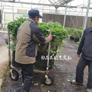 耐寒 绣球花苗盆栽阳台花卉变色无尽夏庭院别墅花园植物多年生四季