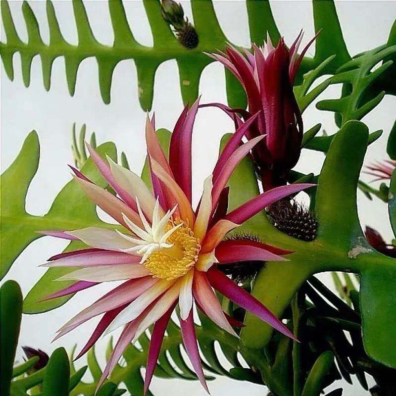 鱼骨令箭荷花锯齿昙花多肉植物仙人掌室内外阳台耐旱奇花异草盆栽图片
