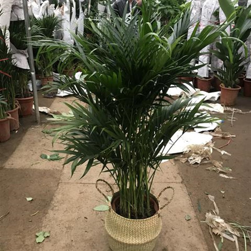 散尾葵盆栽植物凤尾竹大型绿植夏威夷竹子盆景袖珍椰子富贵椰子