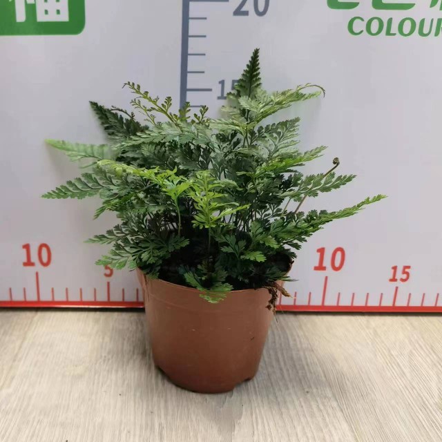 狼尾蕨景观植物盆景草微景观材料蕨类个性蕨吸水石水陆缸