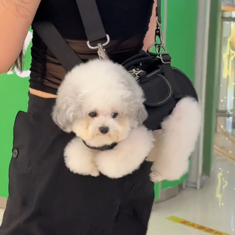 宠物狗狗小型犬猫咪便携可斜跨手提包单肩包宠物外带包卡通背带包