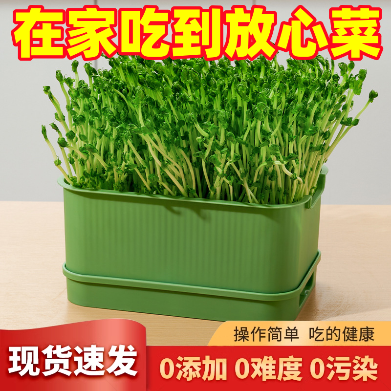 豆芽专用芽苗菜育苗盘发芽盆神器