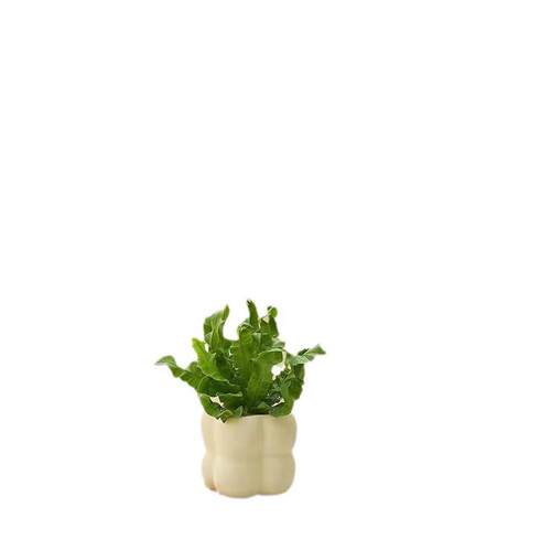 绿萝发财树文竹九里香花卉盆栽植物室内薄荷富贵竹水培植物好养活