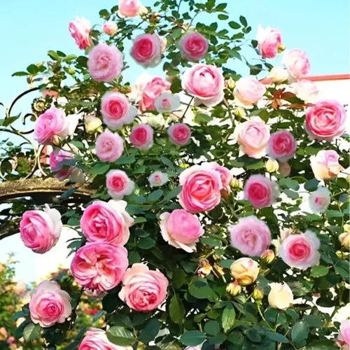 【下单立减50】混色爬藤蔷薇花种子庭院花海四季开花好养易活ZQ