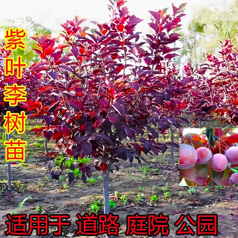 紫叶李树苗红叶李子果树苗绿化苗木风景树庭院地栽植物南北方种植