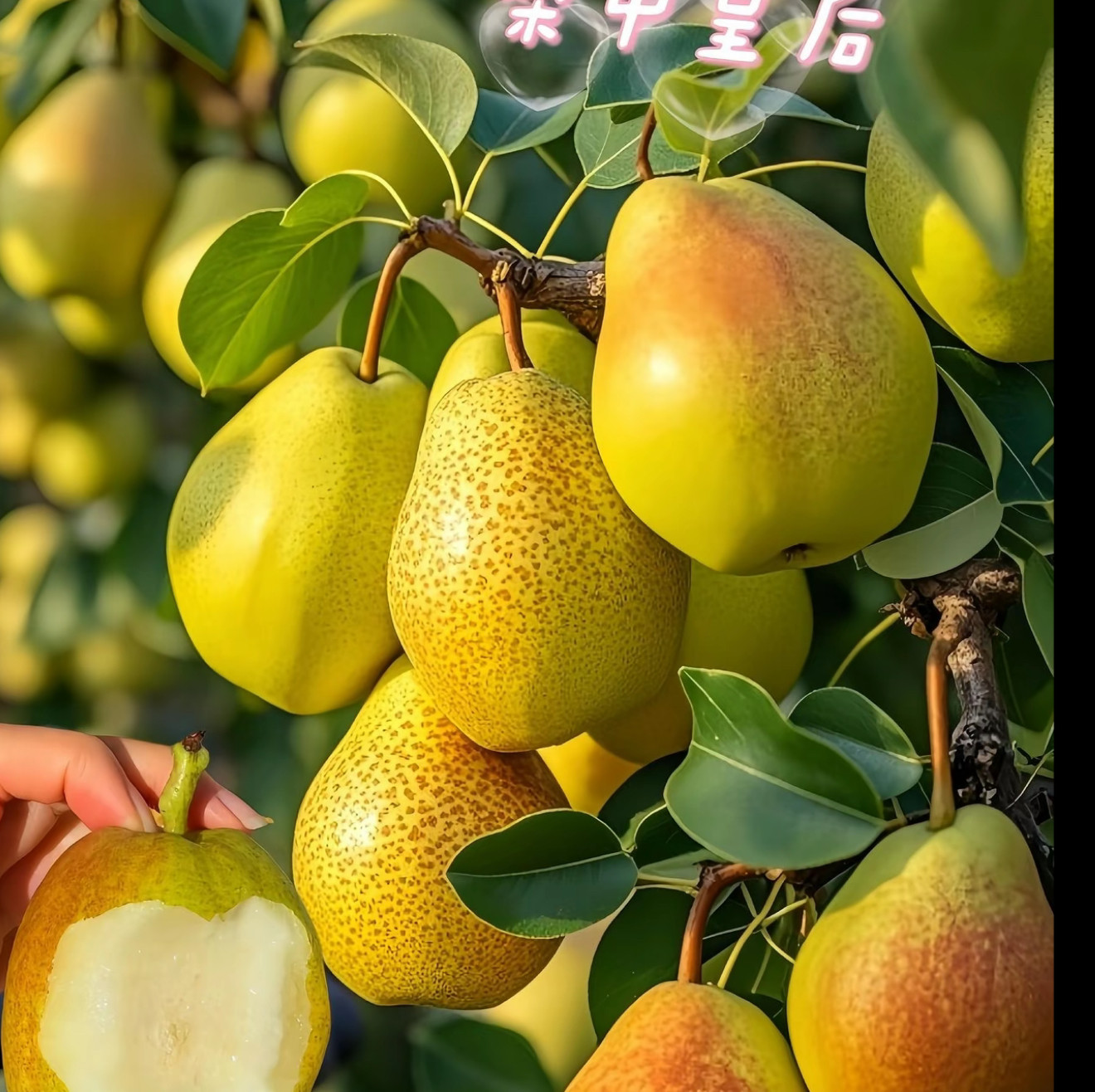 新品种嫁接库尔勒香梨树苗正宗脆甜薄皮当年结南北方盆栽四季种植