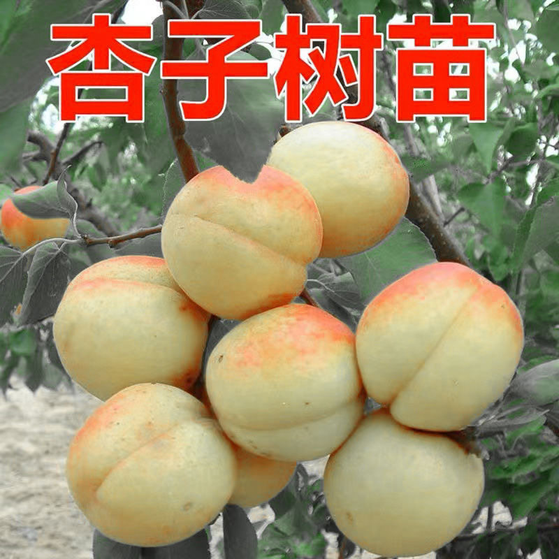 大香白杏子树苗甜核特大香白杏树苗嫁接早熟杏苗当年结果盆栽地栽