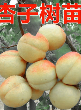 大香白杏子树苗甜核特大香白杏树苗嫁接早熟杏苗当年结果盆栽地栽