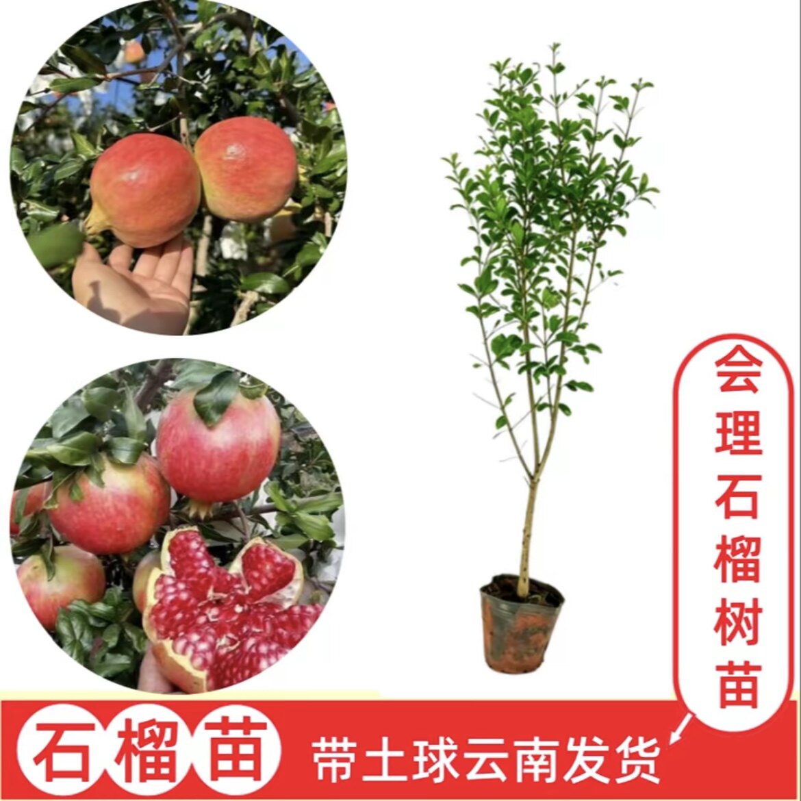 【会理石榴】云南石榴树苗 盆栽地栽南北方果树苗 带土球发货