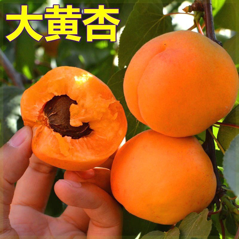 云南杏树苗特大帝王杏子树苗大果盆栽地栽耐寒南北方种植当年结果