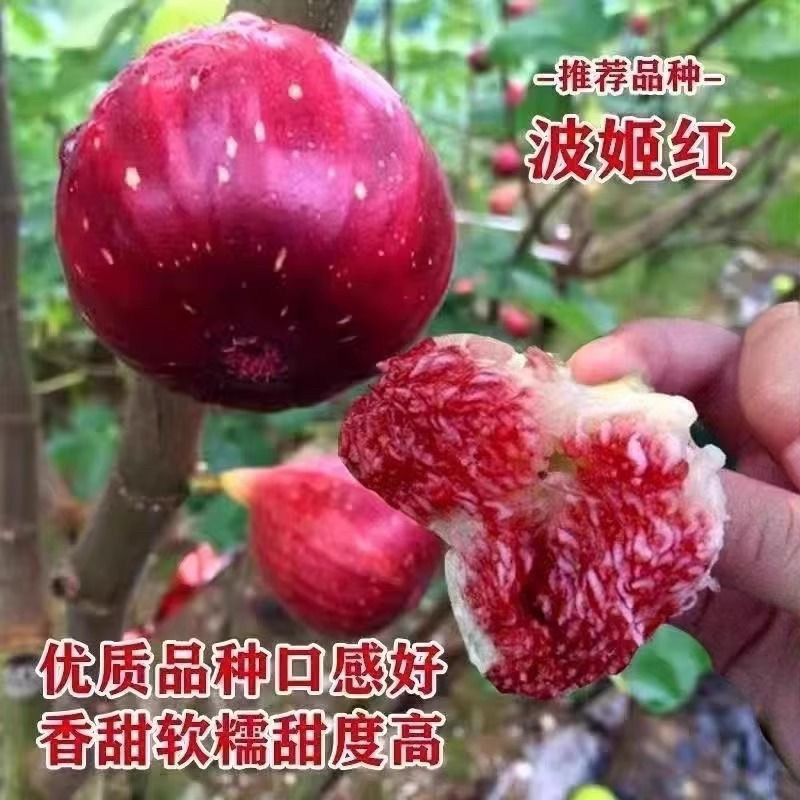 无花果树苗波姬红大果新品种耐寒耐旱盆栽地栽南北方种植当年结果