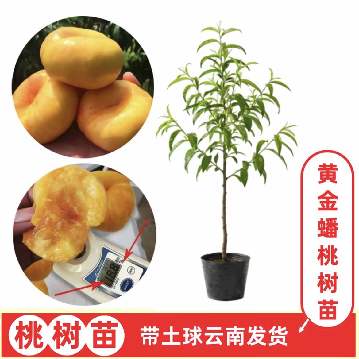 【黄金蟠桃】云南嫁接桃树苗  盆栽地栽果树苗  带土球发货