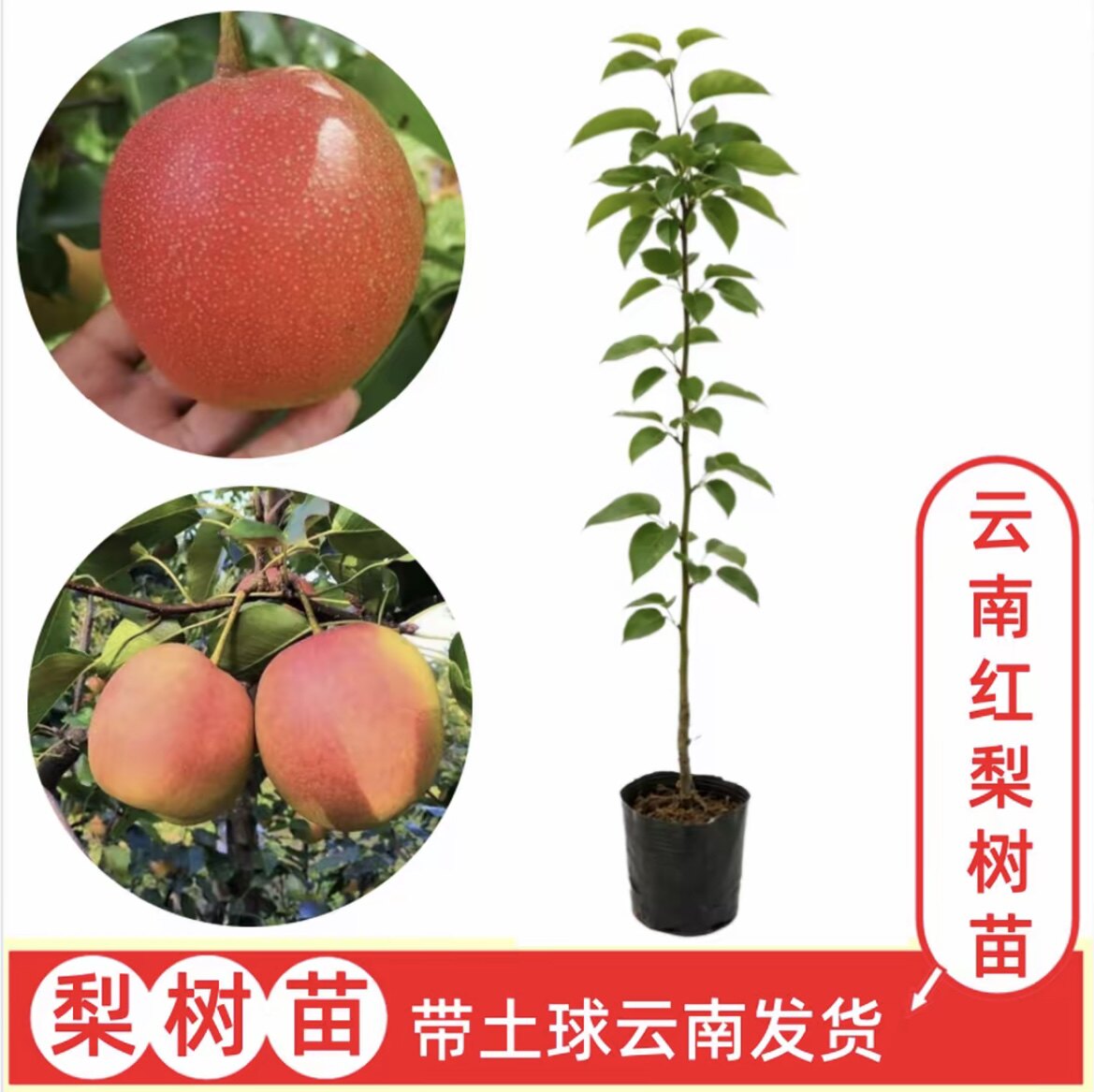【云南红梨】火把梨云南嫁接梨树苗盆栽地栽果树苗  带土球发货