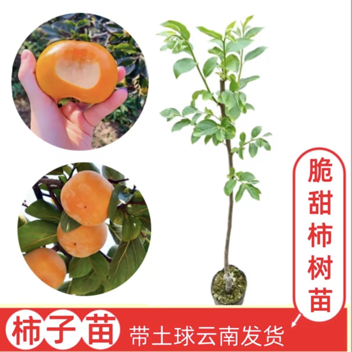 【脆甜柿子】云南嫁接柿子树苗 盆栽地栽南北方果树苗 带土球发货