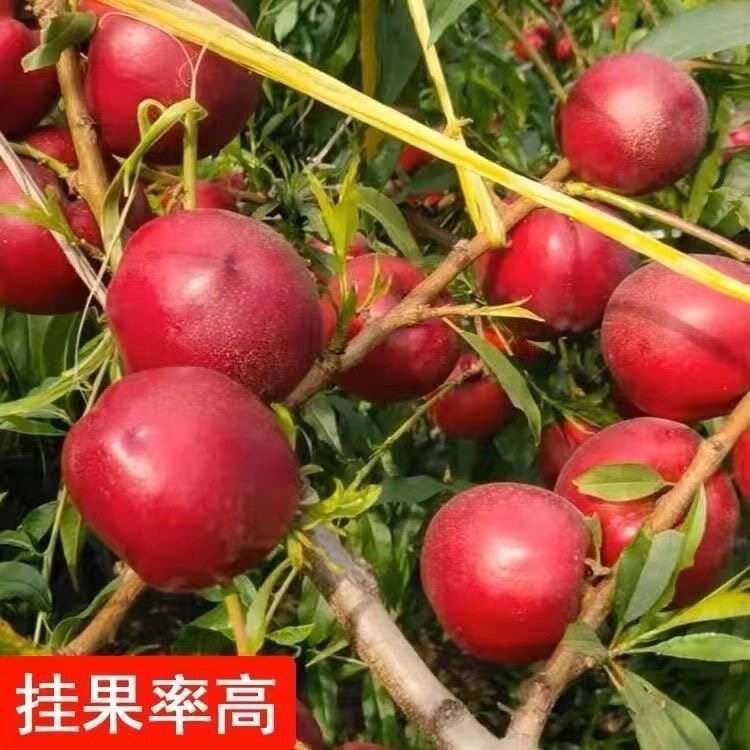 【早熟油桃】嫁接树苗脆甜盆栽地栽庭院阳台种植当年结果耐寒大果