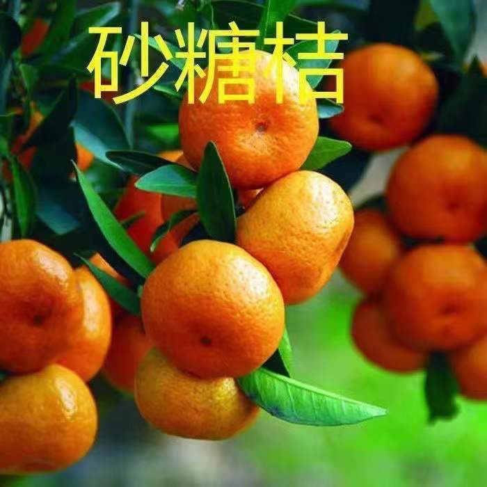 云南正宗无籽沙糖桔盆栽南方北方种植橘子树苗柑桔果苗嫁接砂糖橘
