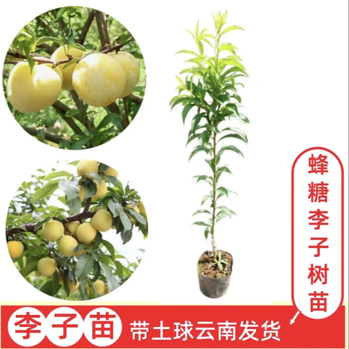【蜂糖李子】云南嫁接李子树苗  盆栽地栽果树苗  带土球发货