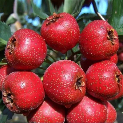 大金星山楂树苗嫁接山楂树苗无核山楂树苗南方北方种植当年结果苗