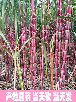 广西黑皮甘蔗故节热那蒙