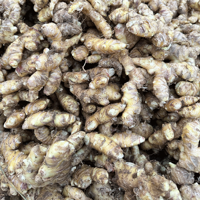 贵州特产新鲜自种黄皮生姜嫩姜老姜炖汤调味佐料月子姜