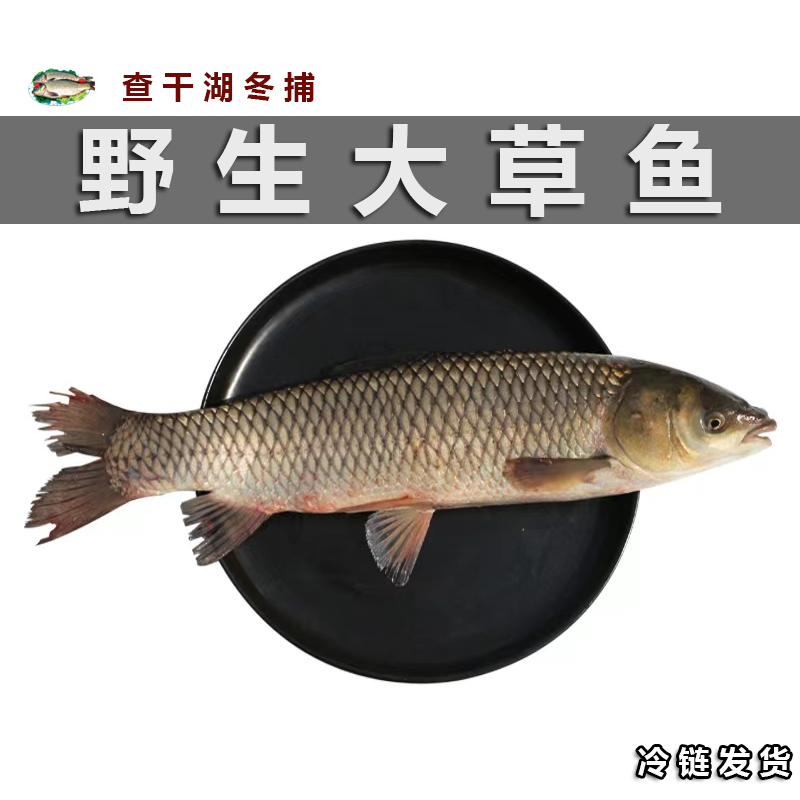 查干冬捕草鱼10斤整条淡水鱼