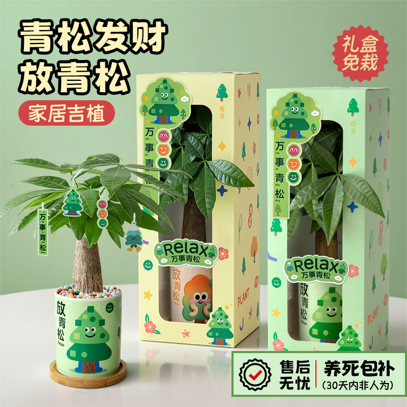 放青松绿植轻松摆件办公室桌面工位发财树小盆栽植物教师节礼物