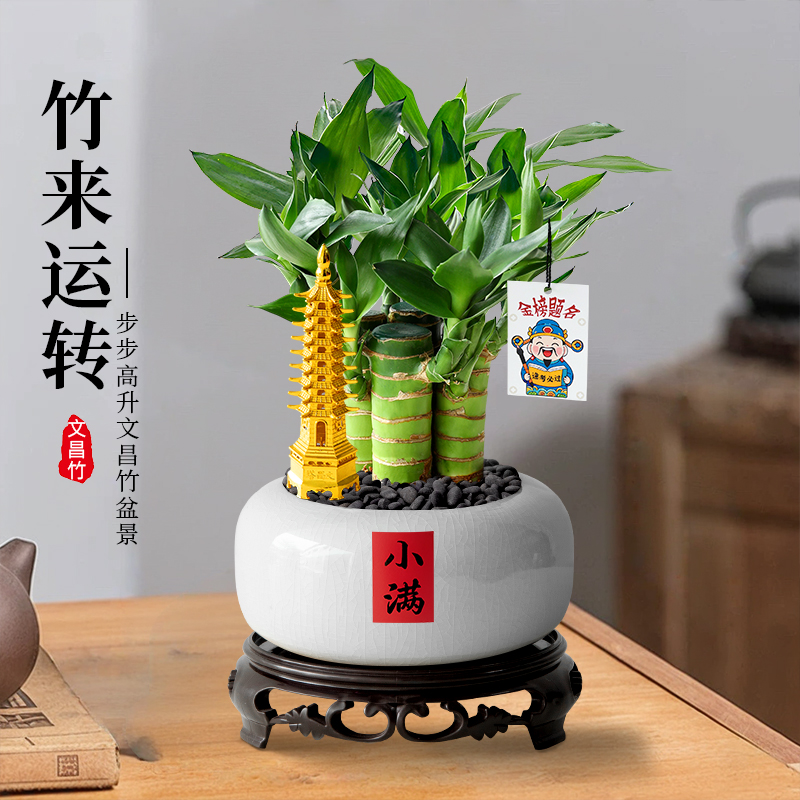 文昌竹盆栽办公室内植物好养水培