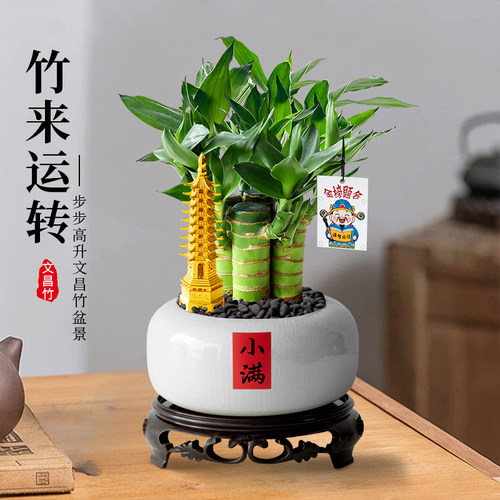 文昌竹盆栽办公室内植物好养水培