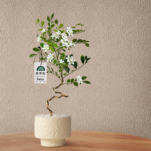 造型九里香绿植北欧风室内盆栽客厅阳台花卉植物办公室桌面盆景