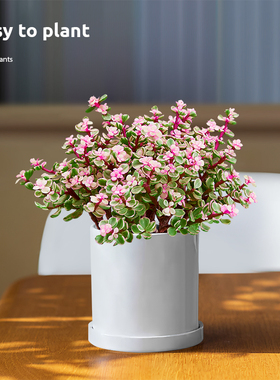 雅乐之舞多肉植物金枝玉叶盆栽老桩肉肉室内花卉喜阳植物四季好养