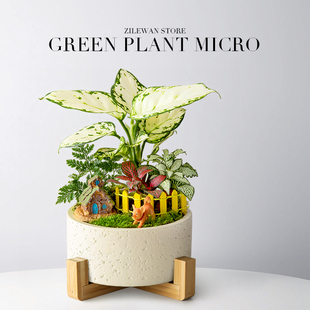 白如意植物微景观办公室桌面创意可爱摆件绿植花卉盆栽生日送礼物