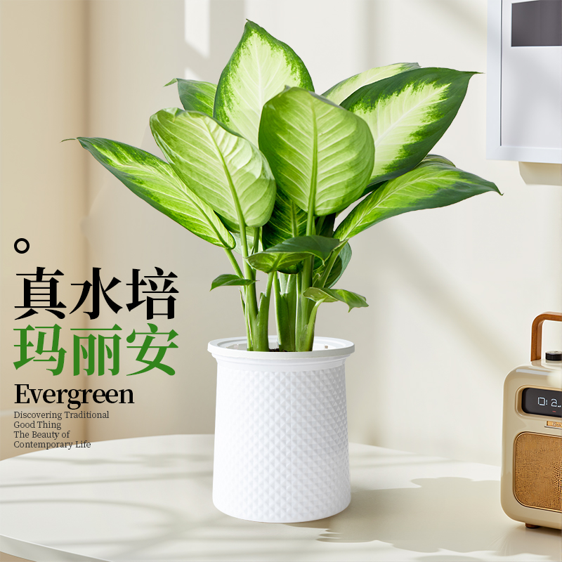水培植物万年青盆栽室内桌面水养绿植玛丽安卧室客厅净化空气好养