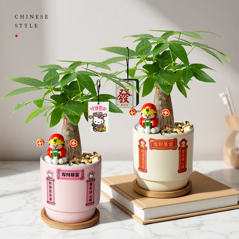 发财树小盆栽室内招财植物办公桌