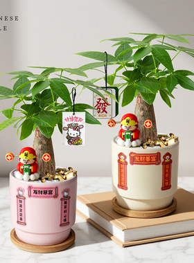 发财树小盆栽室内招财树植物摆件客厅办公室桌面绿植开业乔迁送礼