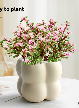 金枝玉叶盆栽雅乐之舞多肉植物室内花卉阳台桌面绿植好养净化空气